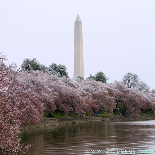 Snow covered cherry trees around the tidal basin. George Washington Monument is in the background.