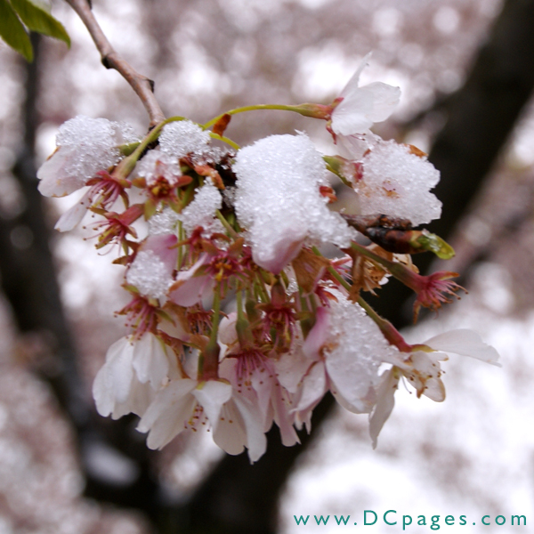 Snow covered cherry trees.