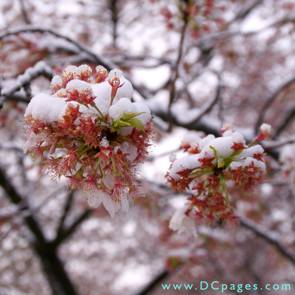 Snow covered cherry trees.