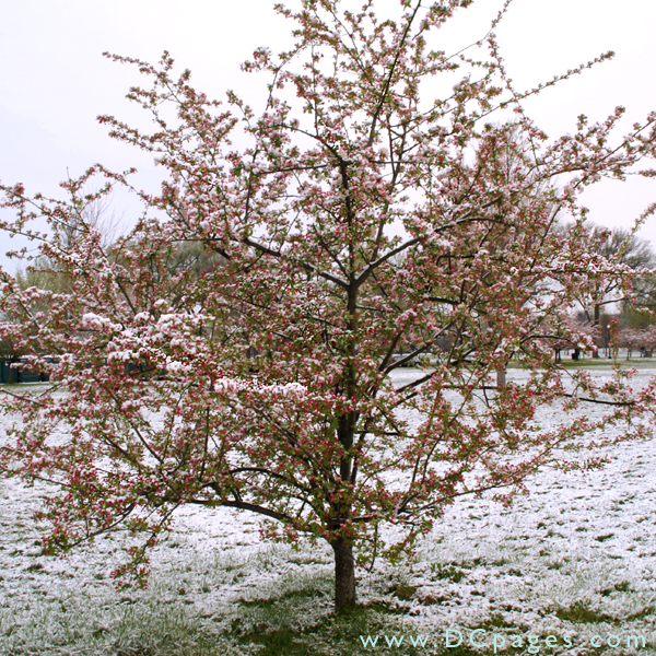 Crab Apple tree covered in snow.