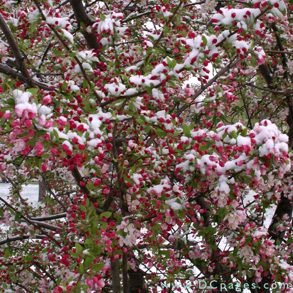 Snow covered Crab Apple blossoms.