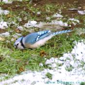 Blue Jay enjoying the snow melt.