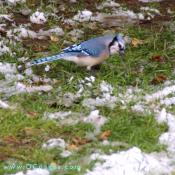 Blue Jay takes a look at me.