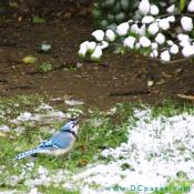 Blue Jay looks up at a snow covered holly branch.