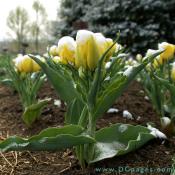 This bed of yellow Tulips have no problem weathering the snow.