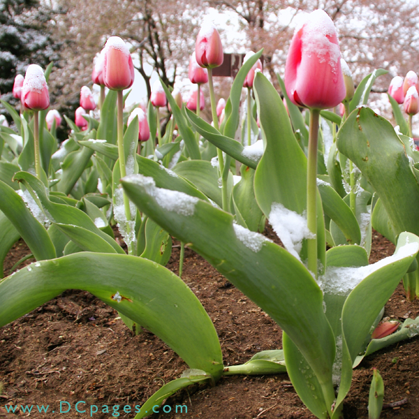 Bed of pink Tulips.