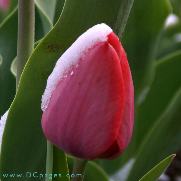 Snow covered pink tulip.