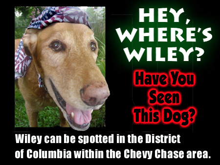 DCPages.com is teaming up with the local business community to create a fun new photo gallery starring Wiley. It follows our personable mascot throughout the District, showing viewers all it has to offer.  