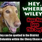 DCPages.com is teaming up with the local business community to create a fun new photo gallery starring Wiley. It follows our personable mascot throughout the District, showing viewers all it has to offer.  