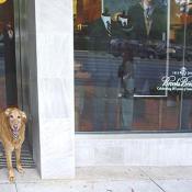 Here's Wiley hanging out at Brooks Brothers on 5504 Wisconsin Avenue.