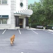 Wiley heads over to see his good friends at Boone & Sons Jewelers.