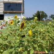 August 2, 2007 - Ninth Ward of New Orleans - Common Ground Relief - Solar collector and sunflowers 