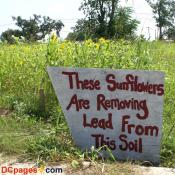 August 2, 2007 - Ninth Ward of New Orleans - Common Ground Relief - Sign - These Sunflowers Are Removing Lead from The Soil.