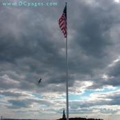 A migrant bird circles our American flag. The Statue of Liberty can be seen in the background.