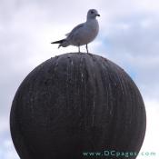 A seagull on Liberty Island.