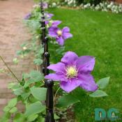 Purple Clematis also known as traveller's joy, leather flower, vase vine and virgin's bower