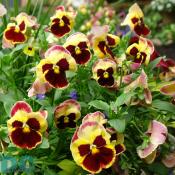 Redskin burgandy and gold pansies. The Pansy or Pansy Violet is a cultivated garden flower.