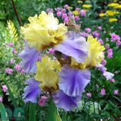 Fancy blue and yellow iris.