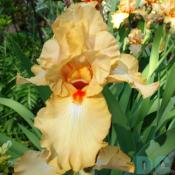 Light yellow iris.
