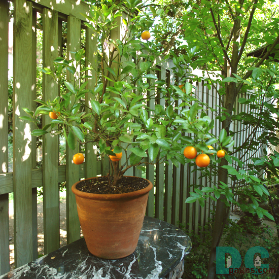 Miniture orange tree.