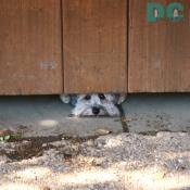 Little terrier looking under wooden door.