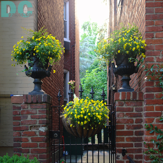 Yellow flowers at alley entrance.