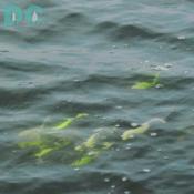 Green jigs are swiming underwater.