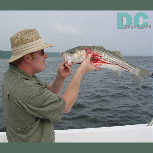 It took a long bloody battle for Jerry to look at a Rockfish in the mouth.