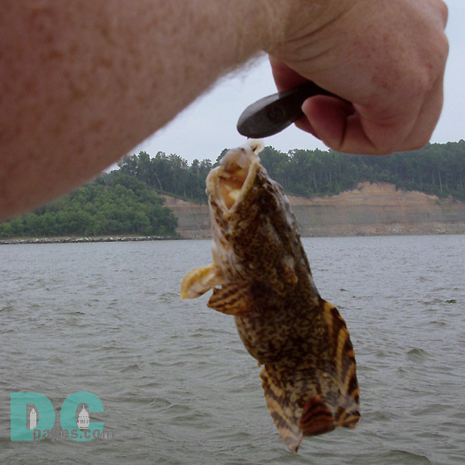  Fishermen have to respect even the smallest of oyster toadfish. Their dorsal spines are venomous. And toadfish snap viciously when caught. This toad fish croaked louder than a bull frog.