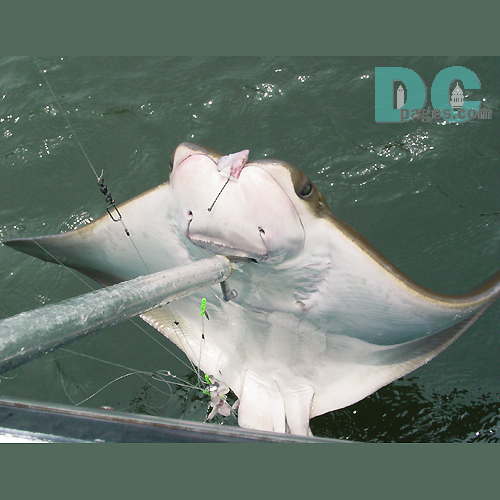 The eyes of the cownose ray are located on the sides of their broad head. Common prey items include nekton, zoobenthos, finfish, benthos crustaceans, mollusks, bony fish, crabs, lobsters, bivalves, and gastropods. 