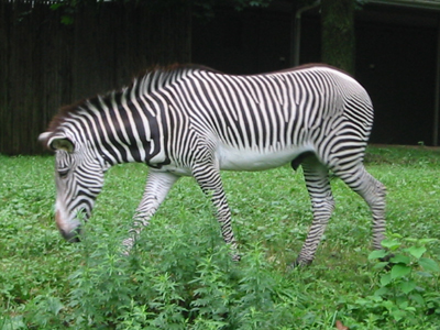 This  Zebra is fed herbivore pellets and grass.