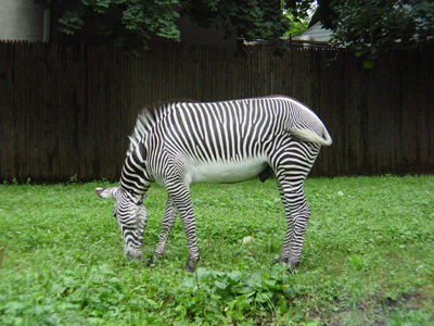 Grevy's zebras grow up to be nine feet long, weigh up to 990 pounds, and stand almost five and a half feet at the shoulder. 