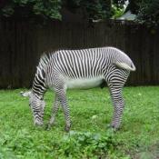 Grevy's zebras grow up to be nine feet long, weigh up to 990 pounds, and stand almost five and a half feet at the shoulder. 