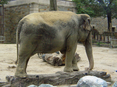 The National Zoo is home to 4 asian elephants.