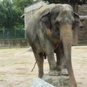 Asian elephants are strong, social, and intelligent.