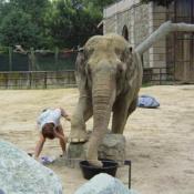 In the wild, everyday wear and tear keeps the Elephants' toenails short.  In the zoo, the trainers have to file them down.  