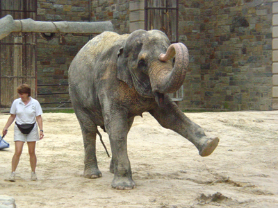 At the National Zoo, keepers train the Asian elephants so as to provide them with physical and mental exercise. 
