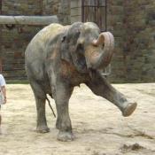 At the National Zoo, keepers train the Asian elephants so as to provide them with physical and mental exercise. 