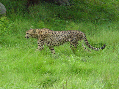 Currently the National Zoo has five cats living at the Cheetah Conservation Station: two males and three females. 