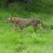Currently the National Zoo has five cats living at the Cheetah Conservation Station: two males and three females. 