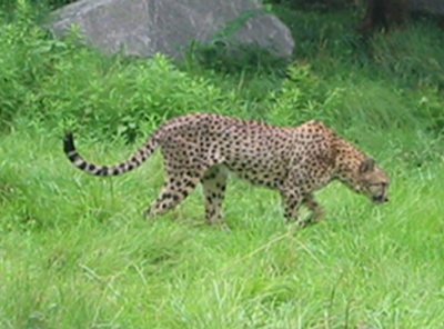 The National Zoo participates in the Species Survival Plan for cheetahs. At present, Zoo staff are trying to breed Wandu and Norok.

