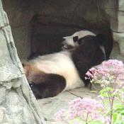Since summer's in DC can get pretty hot, the Zoo has air conditions caves for the Pandas. 