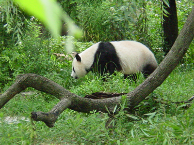 Only about 1,000 giant pandas survive in the mountain forests of central China. 