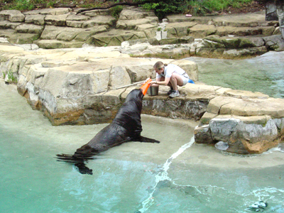 National Zoo has one male California sea lion, Norman, and one female, Maureen.