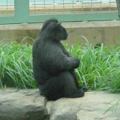 Gorillas are shy vegetarians.