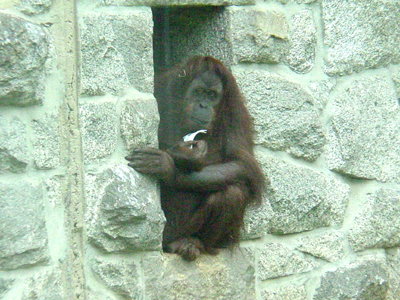 The world's largest tree-dwelling animal, the orangutan relies upon its intelligence and well-adapted body to survive in the tropical rainforest.