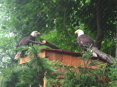 Found injured in the wild, these two Bald Eagles can't fly anymore, but are safe here at the National Zoo's Refuge.