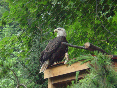 The refuge allows visitors to view the eagles in a setting similar to the birds wild habitat. 