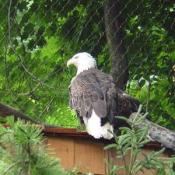 Bald eagles have lived up to 48 years in zoos, although their life span in the wild is likely far shorter. 