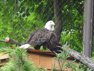 The Zoo's bald eagles eat dead rats and chicks sprinkled with a vitamin and mineral supplement.
